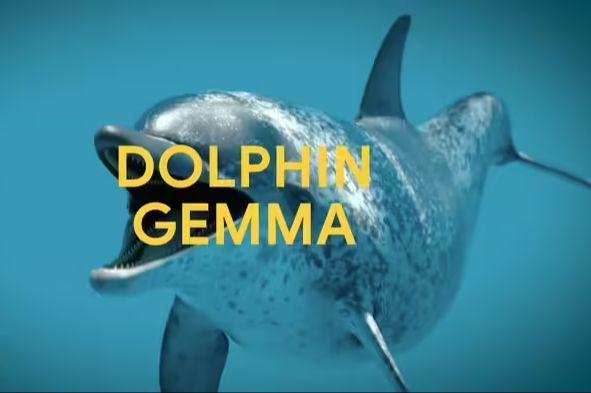 fbdc6206j00suqn7b000md000gf00axp 谷歌 DeepMind 开发 DolphinGemma AI模型,助力海豚“语言”研究