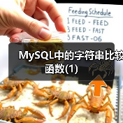 MySQL中的字符串比较函数(1)（图2）