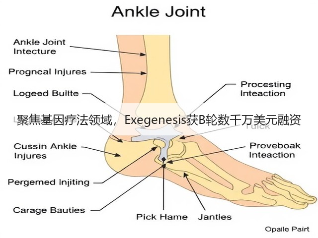 聚焦基因疗法领域，Exegenesis获B轮数千万美元融资(图3)