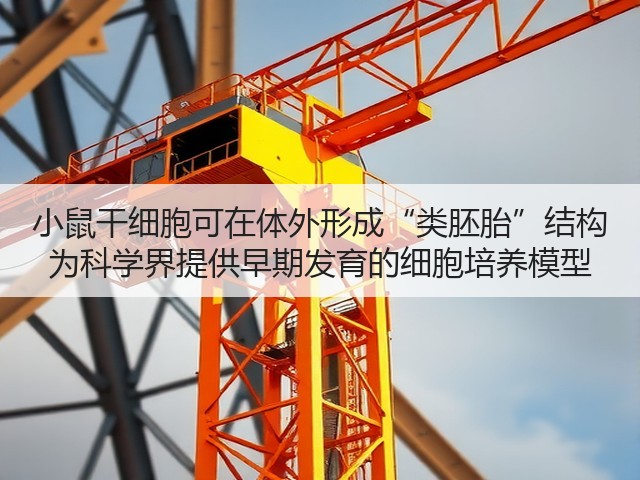 小鼠干细胞可在体外形成“类胚胎”结构 为科学界提供早期发育的细胞培养模型(图2) 小鼠干细胞可在体外形成“类胚胎”结构 为科学界提供早期发育的细胞培养模型(图2)