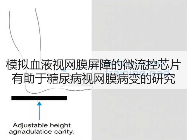 模拟血液视网膜屏障的微流控芯片 有助于糖尿病视网膜病变的研究(图3) 模拟血液视网膜屏障的微流控芯片 有助于糖尿病视网膜病变的研究(图3)
