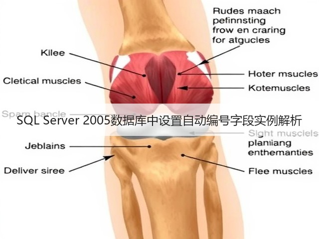 SQL Server 2005数据库中设置自动编号字段实例解析(图2) SQL Server 2005数据库中设置自动编号字段实例解析(图2)