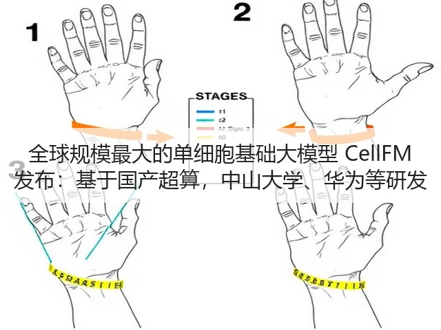 全球规模最大的单细胞基础大模型 CellFM 发布:基于国产超算,中山大学、华为等研发(图1) 全球规模最大的单细胞基础大模型 CellFM 发布:基于国产超算,中山大学、华为等研发(图1)