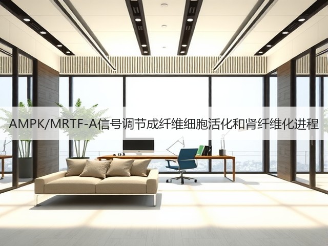 AMPK/MRTF-A信号调节成纤维细胞活化和肾纤维化进程(图3)