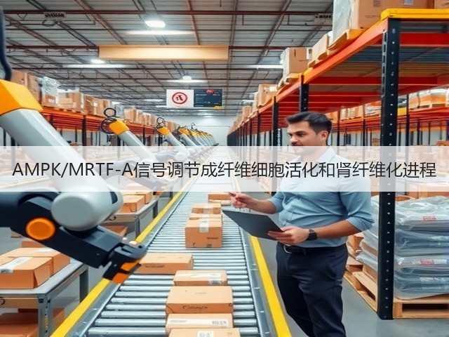 AMPK/MRTF-A信号调节成纤维细胞活化和肾纤维化进程(图1)