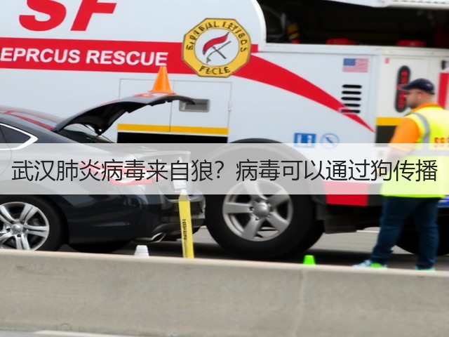 武汉肺炎病毒来自狼?病毒可以通过狗传播(图1) 武汉肺炎病毒来自狼?病毒可以通过狗传播(图1)