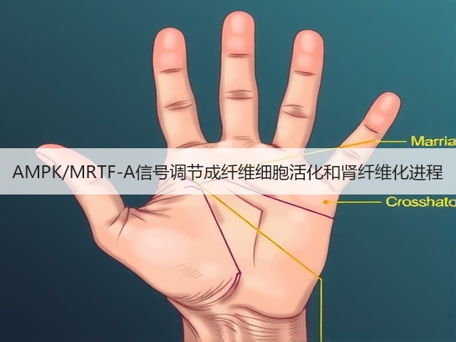 AMPK/MRTF-A信号调节成纤维细胞活化和肾纤维化进程(图2)