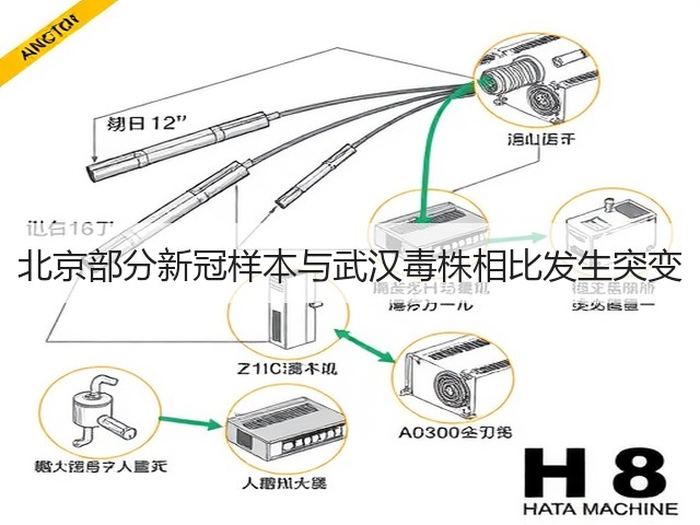 北京部分新冠样本与武汉毒株相比发生突变(图1) 北京部分新冠样本与武汉毒株相比发生突变(图1)
