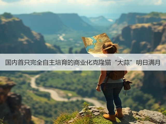 国内首只完全自主培育的商业化克隆猫“大蒜”明日满月(图3) 国内首只完全自主培育的商业化克隆猫“大蒜”明日满月(图3)