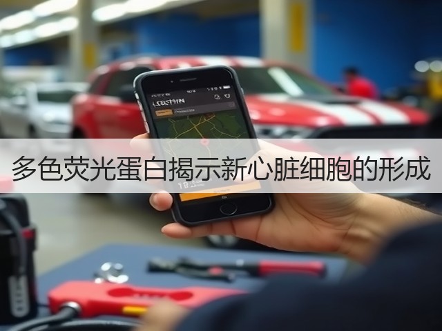 多色荧光蛋白揭示新心脏细胞的形成(图2) 多色荧光蛋白揭示新心脏细胞的形成(图2)